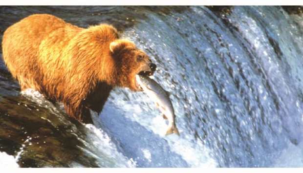 For Alaskau2019s brown bears, u2018being fat in October or November is a sign of success and resilienceu2019.