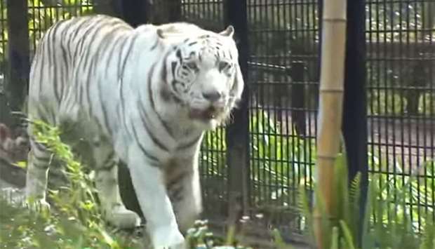 The zoo said the five-year-old male tiger, named Riku, was sedated with a tranquiliser gun after the attack