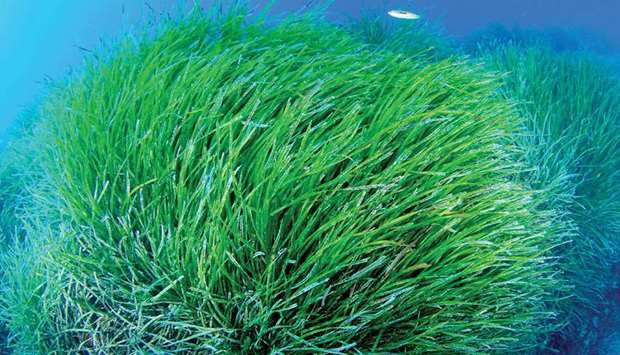 PROTECTION: Neptune grass, also known as posidonia oceanica, functions as a sort of underwater forest, providing a protective home for many creatures.