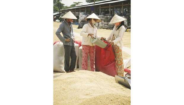 Farm hands, wearing conical hats, place rice grain into sacks at Co Do farm, in Can Tho Province, Vietnam. Rates for 5% broken rice in Vietnam rose to $350 a tonne, matching early Augustu2019s peak, from $330-$340 a tonne a week ago.