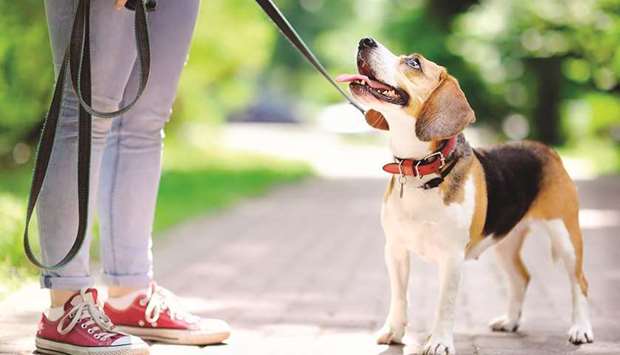 Having a dog could make you go out more and get healthier.