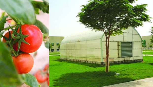 All Khayr Qatarna produce has been granted the status of u2018Premium Productsu2019 by the Ministry of Municipality and Environment;  Khayr Qatarna has installed greenhouses at schools across Qatar to teach students about healthy eating, food security and sustainability.