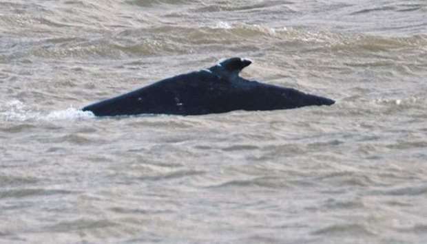 Humpback whale found dead in River Thames