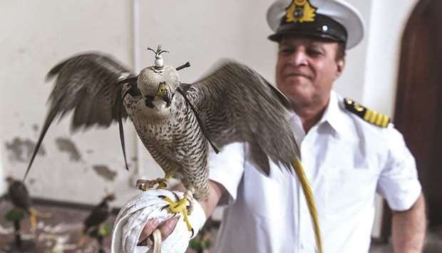 RESCUE:A customs officer holds on his arm a falcon that was recovered from illegal captivity, during a news briefing with customs authorities in Karachi yesterday. (AFP)