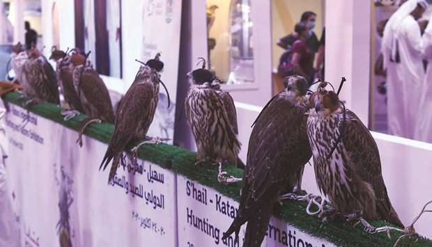 Falcons on display are a major attraction at the exhibition. PICTURE: Shemeer Rasheed.