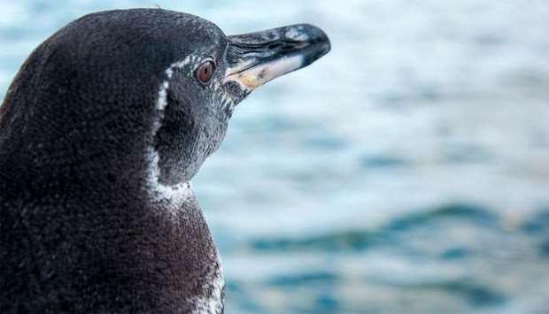 A Galapagos penguin standing in Isabela Island, in Galapagos archipelago, Ecuador