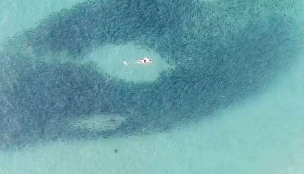 A person and a shark swim through a school of salmon at Sydney's Bondi Beach in Australia, October 23, 2020, in this still image from a drone video obtained from social media. INSTAGRAM: dronesharkapp/FACEBOOK: Drone Shark App/via REUTERS