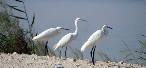 Bird-watching at Al Karaana Lagoon