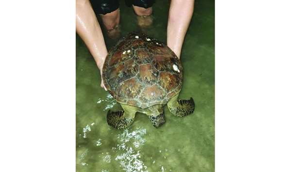 The hawksbill turtle was returned to the sea at Al Ghariya beach
