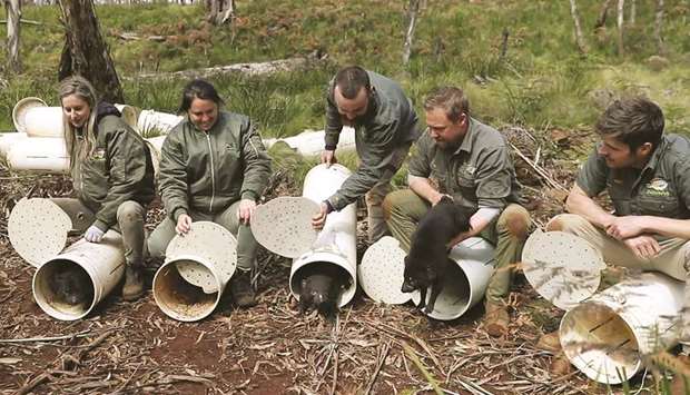 This undated handout photo released by WildArk shows Aussie Ark staff releasing Tasmanian devils into a wild sanctuary on Barrington Tops in Australiau2019s New South Wales state.
