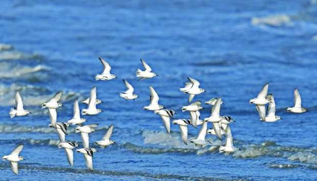 Qatar is considered an important stop for migratory birds flying thousands of kilometres to find the best conditions to breed and raise their chicks