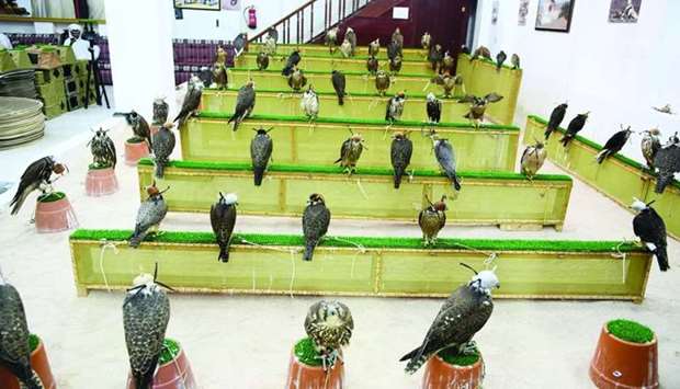 Falcons on display at a shop in Souq Waqif. PICTURES: Shemeer Rasheed