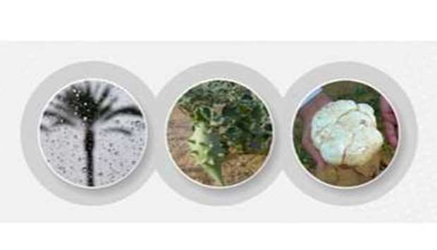 This period is called Al Wasmi due to its compatibility with the rains that grow various plants.