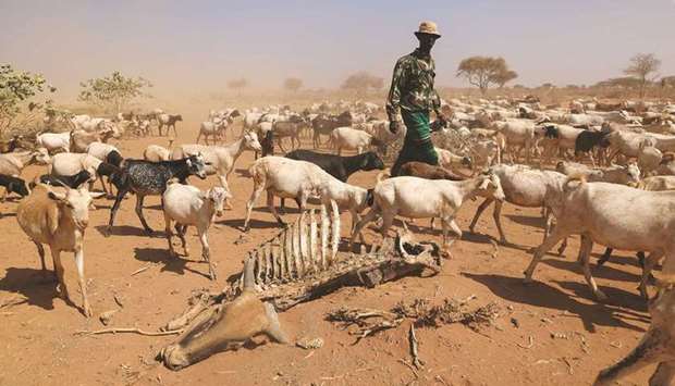 A herder guides his goats past the remains of a cow amid an ongoing drought, near the town of Kargi in Kenyau2019s Marsabit county.
