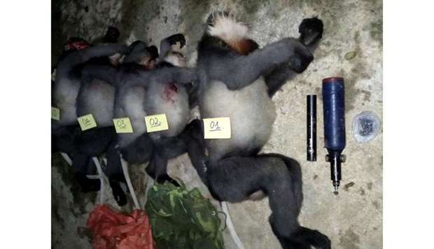 The bodies of critically endangered grey-shanked douc langurs reportedly killed by poachers in the Ba To district of the central Quang Ngai province. Photo: STR / Vietnam News Agency / AFP