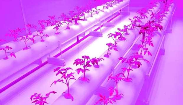 Agrico's research and development for LED hydroponic system is ,very promising, and can help to further boost Qatar's agricultural sector.