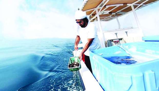 A work team of the fisheries department, released around 26,000 baby Hamours of 40gm each into the sea at the Al Wakra area.