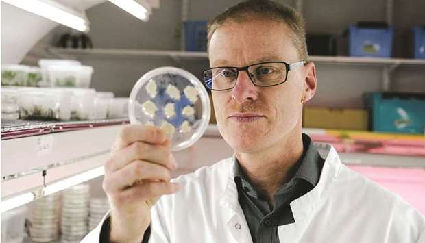 Head of Plant Biotechnology Heiko Rischer show cells of sustainable coffee at the VTT research lab in Espoo. (AFP)