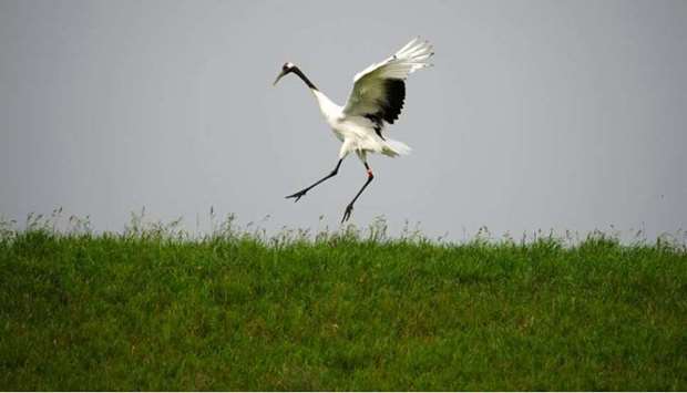 A red-crowned crane spreads its wings in Zhalong Nature Reserve, in Heilongjiang province.