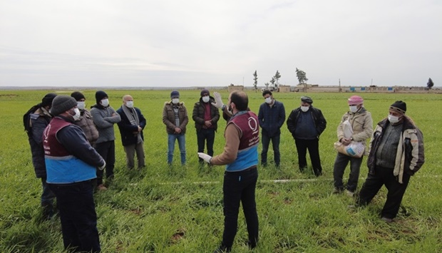 Through this project, 10,04 wheat farmers were supported with agricultural inputs, the cost of harvesting and irrigation, where 1,004 hectares of irrigated wheat were planted, and more than 40mn kg of grain were produced in the project implementation areas in northwestern Syria.