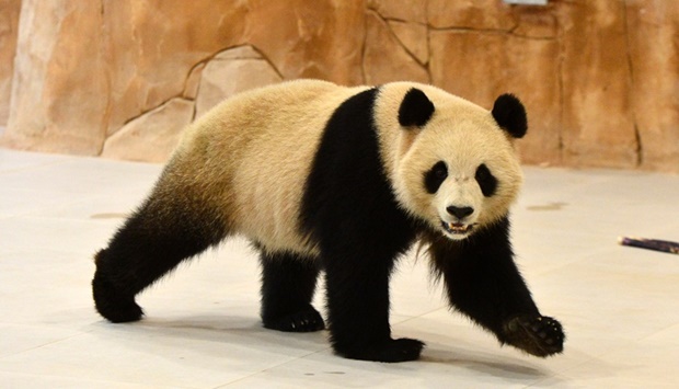 One of the two giant pandas at their new habitat in Qatar Wednesday. PICTURES: Shaji Kayamkulam