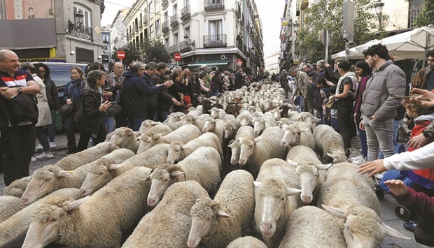 Sheep are herded in front of the city hall in Madrid yesterday as shepherds guided them through the streets of Madrid in defence of ancient grazing and migration rights.