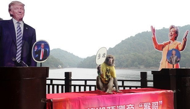 This file photo taken on November 3, 2016 shows a monkey holding a fan with Chinese characters that read ,elected, as it sits between cardboard cutouts of US presidential candidates Donald Trump and Hillary Clinton before making a selection intended to predict the result of the US election, at a park in Changsha in China's Hunan province