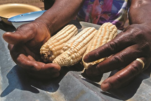 A woman shows drought- and heat-tolerant maize from her dry field in the Zaka Masvingo province.