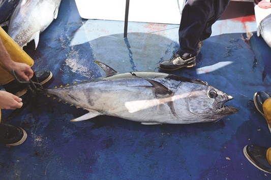 This file photo taken on May 17, 2014 shows fishermen unloading a bluefin tuna on a boat in the port of Sete on the Mediterranean coast, southern France.
