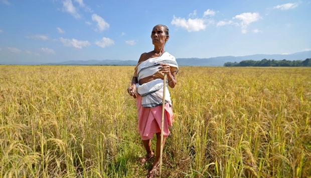 A farmer stands on her paddy field before cutting the crops at Bamuni village in Nagaon district in the northeastern state of Assam