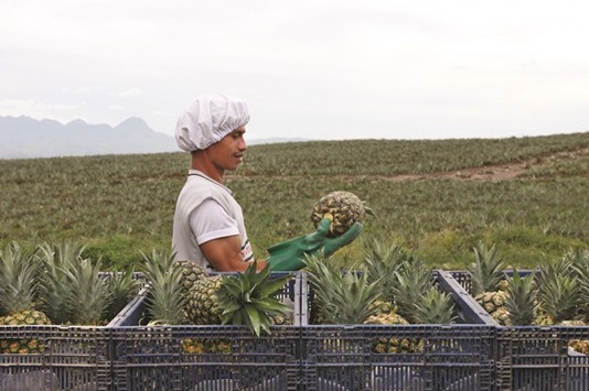 An employee sorts pineapples at the Dole Philippines plantation in Polomolok, the Philippines (file). The Philippines, which receives the lowest foreign direct investment among major Southeast Asian nations, is preparing swathes of land for manufacturing, tourism, farming and mining while areas for potential reclamation are also pinpointed.