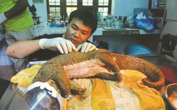 Lam Kim Hai, 24, vet of Save Vietnam Wildlife (SVW), taking care of a pangolin with injured legs at his lab in SVW, which runs the Carnivore and Pangolin Conservation Programme in Cuc Phuong National Park.