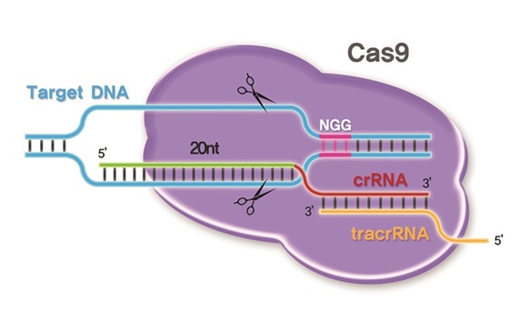A technological innovation that is transforming science is the gene-editing tool CRISPR Cas9.