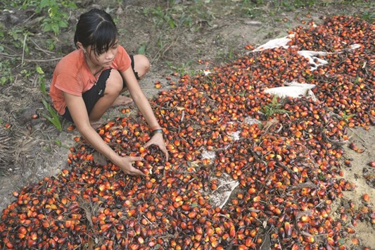 File photo shows 13-year-old Indonesian girl Asnimawati working at a palm oil plantation area in Pelalawan, Riau province in Sumatra island.