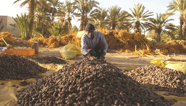 A Moroccan harvests dates at a farm near Moroccou2019s southeastern oasis town of Erfoud, north of Rissani in the Sahara Desert.