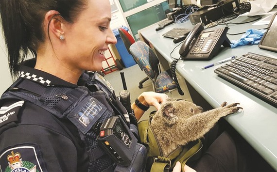 A hand out picture released by Queensland police yesterday shows a police officer with the joey.