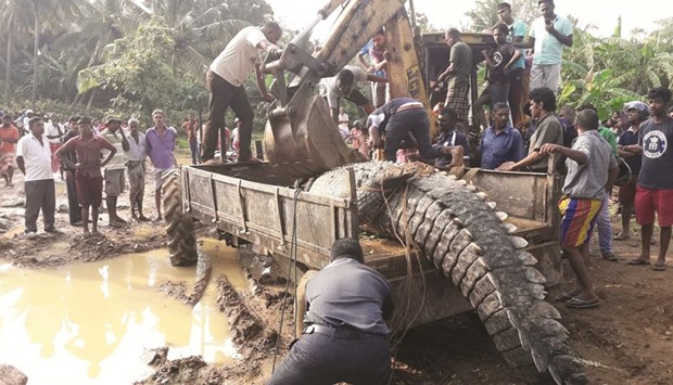 People load a crocodile onto a tractor before releasing it back into a nearby river in the south town of Matara, 158kms south of Colombo.