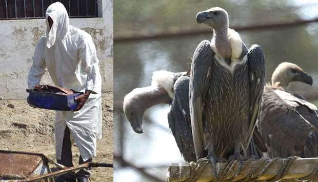 In this photograph taken on September 20, an employee of the World Wide Fund for Nature-Pakistan (left) carries meat for white-backed vultures (right) in their enclosure at the vulture conservation centre in Changa Manga.