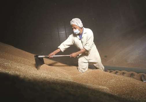 A man collects wheat at the grain silos in Cairo. Different authorities in Egypt have issued conflicting rules for tolerance of the fungus, causing sporadic halts in imports to the most populous Arab nation.