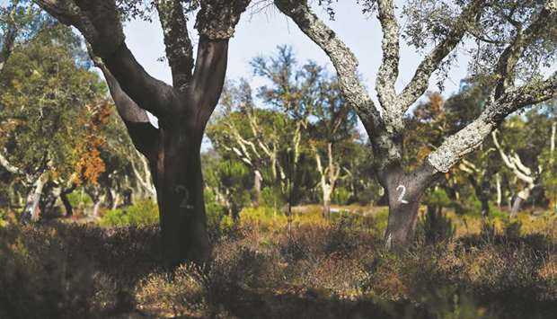 A view of the cork oak forest in Coruche, Ribatejo, central Portugal.