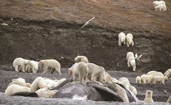 Polar bears gather around the carcass of a bowhead whale on the shore of Russiau2019s Wrangel Island in this photo taken on September 19, 2017, and released to news outlets yesterday.