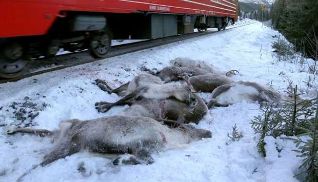 This video grab taken on November 25, 2017 shows a train driving past dead reindeer laying next to the railway near Mosjoen in northern Norway. AFP
