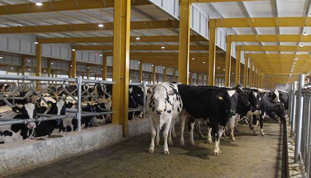 Cows are seen at Baladna farm near Al Khor, Qatar