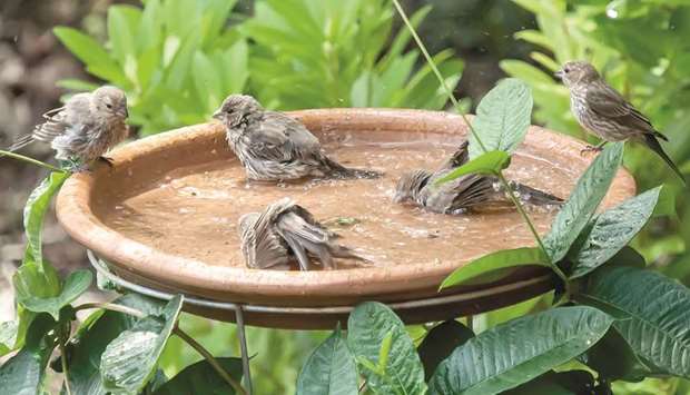 AMPLIFIED: Five finches make this bird bath a u2018Finch Riviera.u2019
