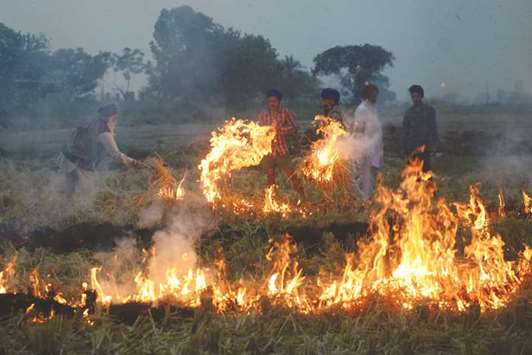 Farmers burn rice straw after harvesting the paddy crops in a field on the outskirts of Amritsar yesterday.