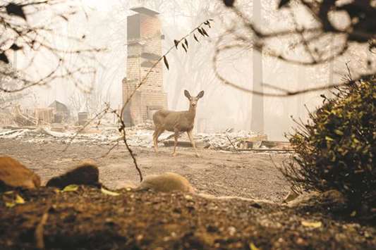 A deer looks on from a burned residence in Paradise, California.