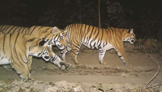 This handout photograph shows Bengal tigers in the Bardia National Park, some 500kms southwest of Nepalu2019s capital Kathmandu.