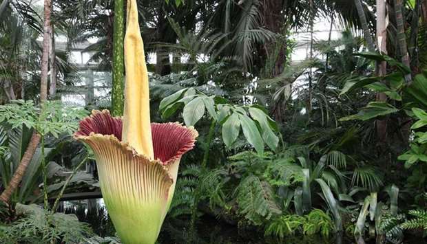 Many ,corpse flowers, are cultivated in botanical gardens across the world, drawing huge crowds when they bloom