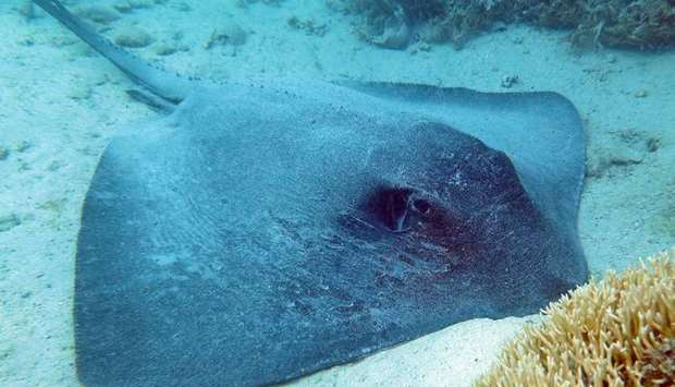 A stingray seen near an Australian beach