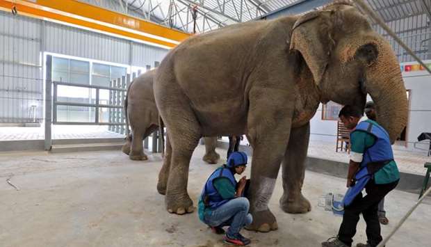 Vets take an X-ray of a leg of Phoolkali, a female elephant, at the Wildlife SOS Elephant Hospital, India's first hospital for elephants run by a non-governmental organisation in the northern town of Mathura